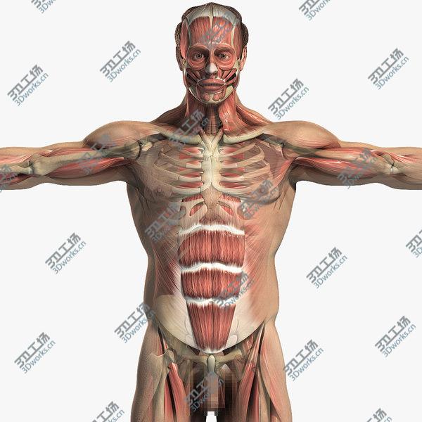 images/goods_img/20210312/Male Body, Skeletal and Muscular System Pack (Textured)/1.jpg